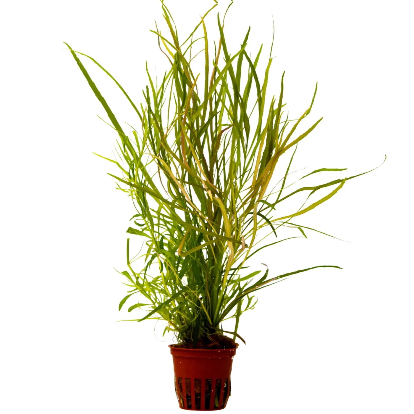 Pogostemon quadrifolius
