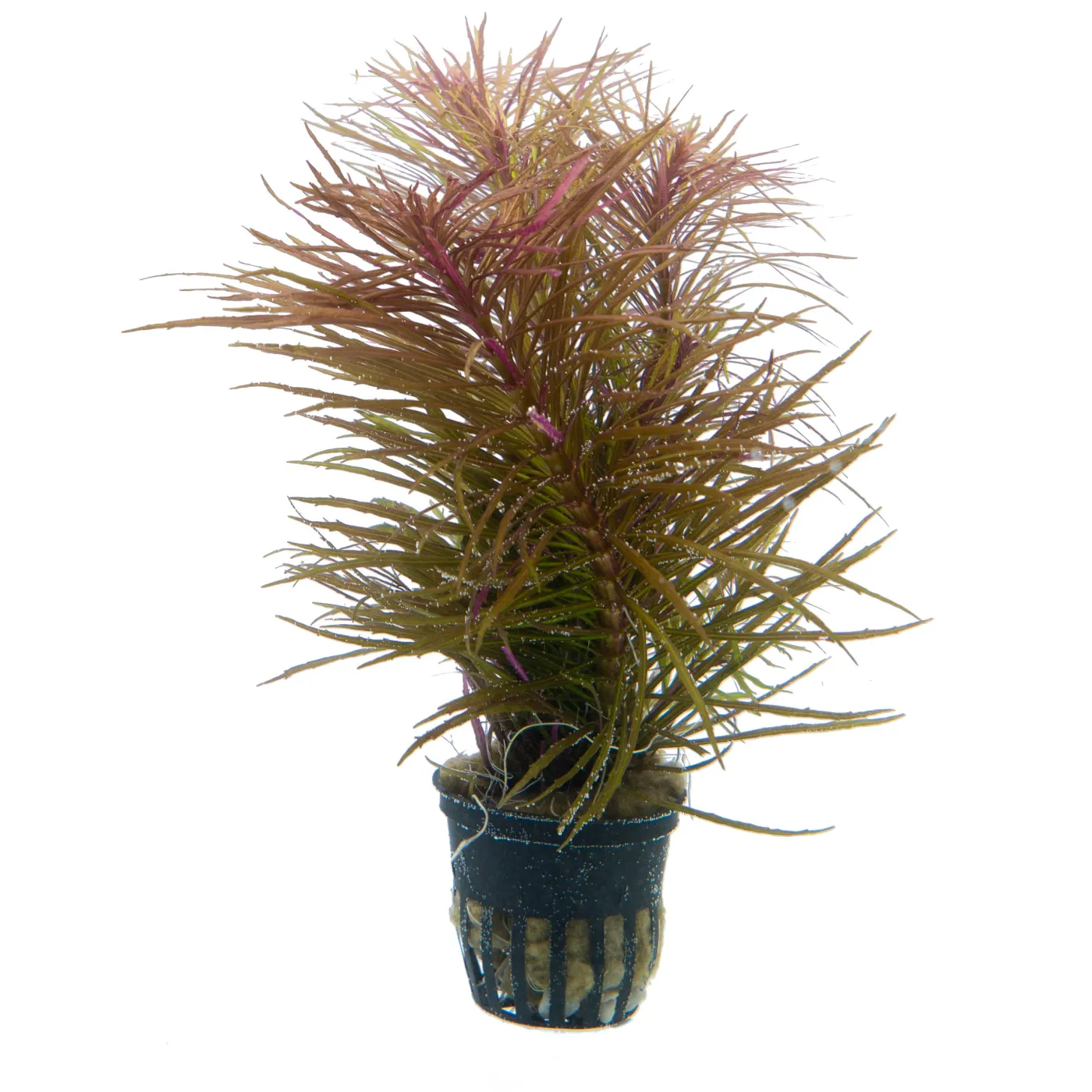Pogostemon stellata