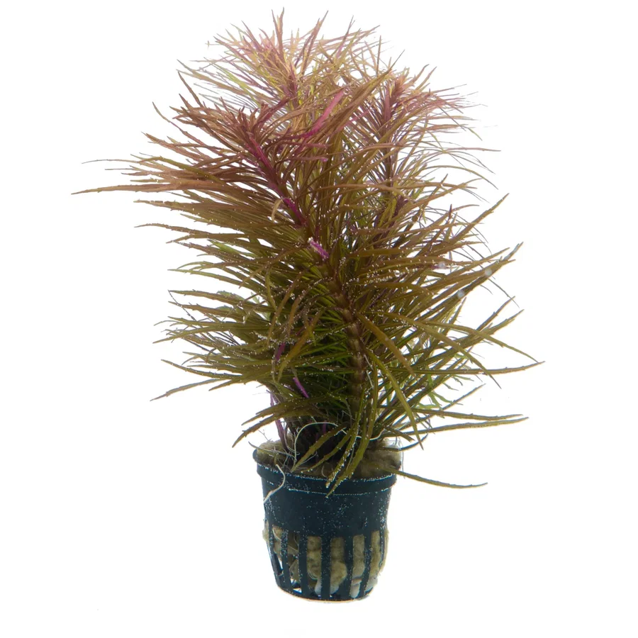 Pogostemon stellata
