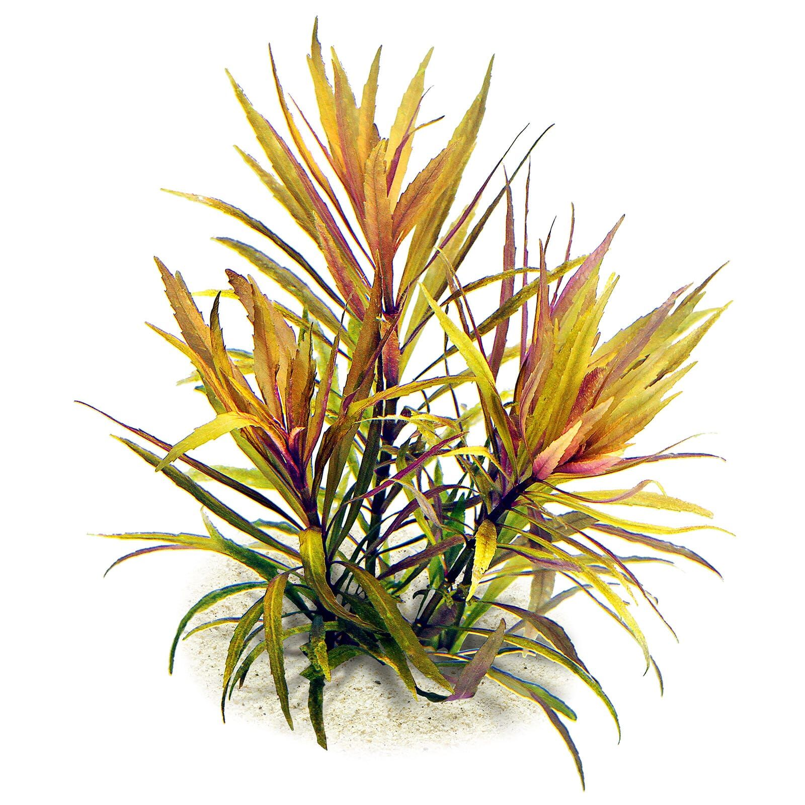 Pogostemon stellatus 'Broad Leaf'