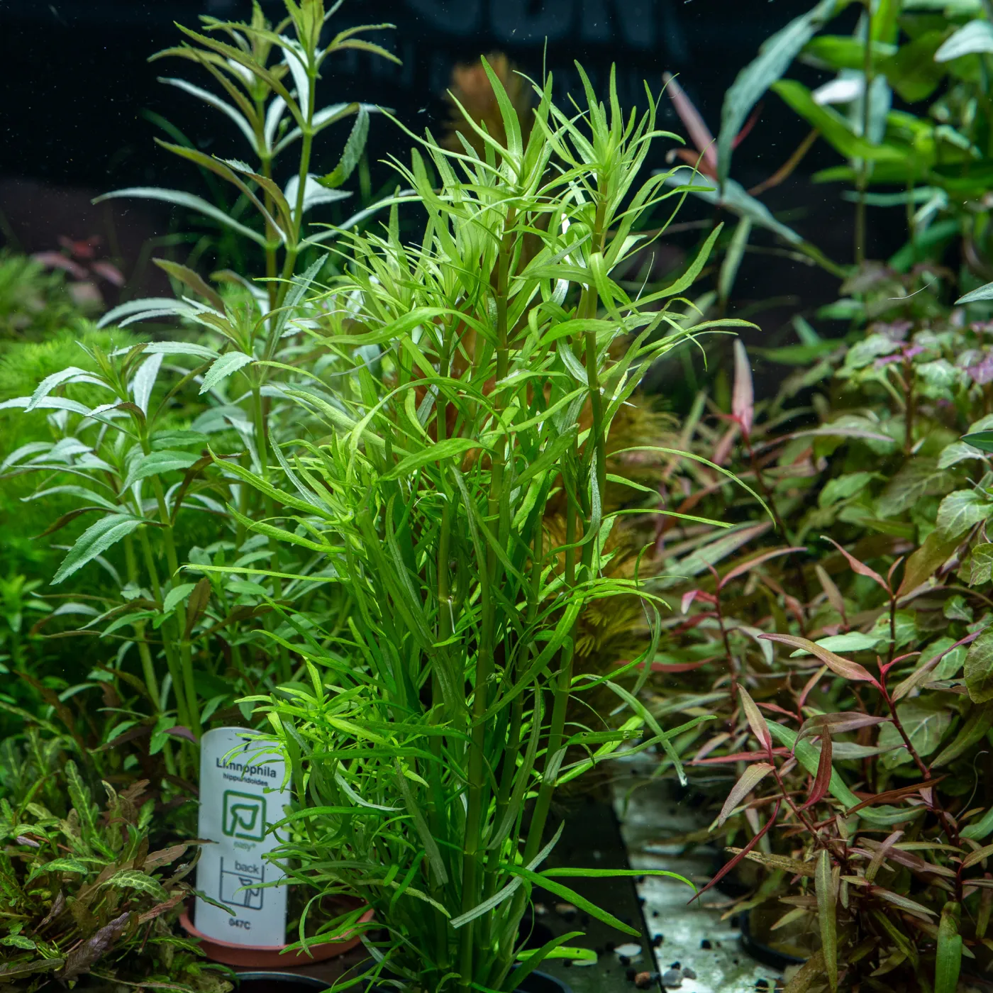 Pogostemon yatabeanus