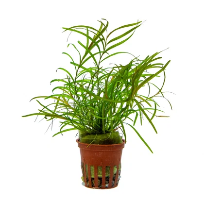 Potamogeton gayi