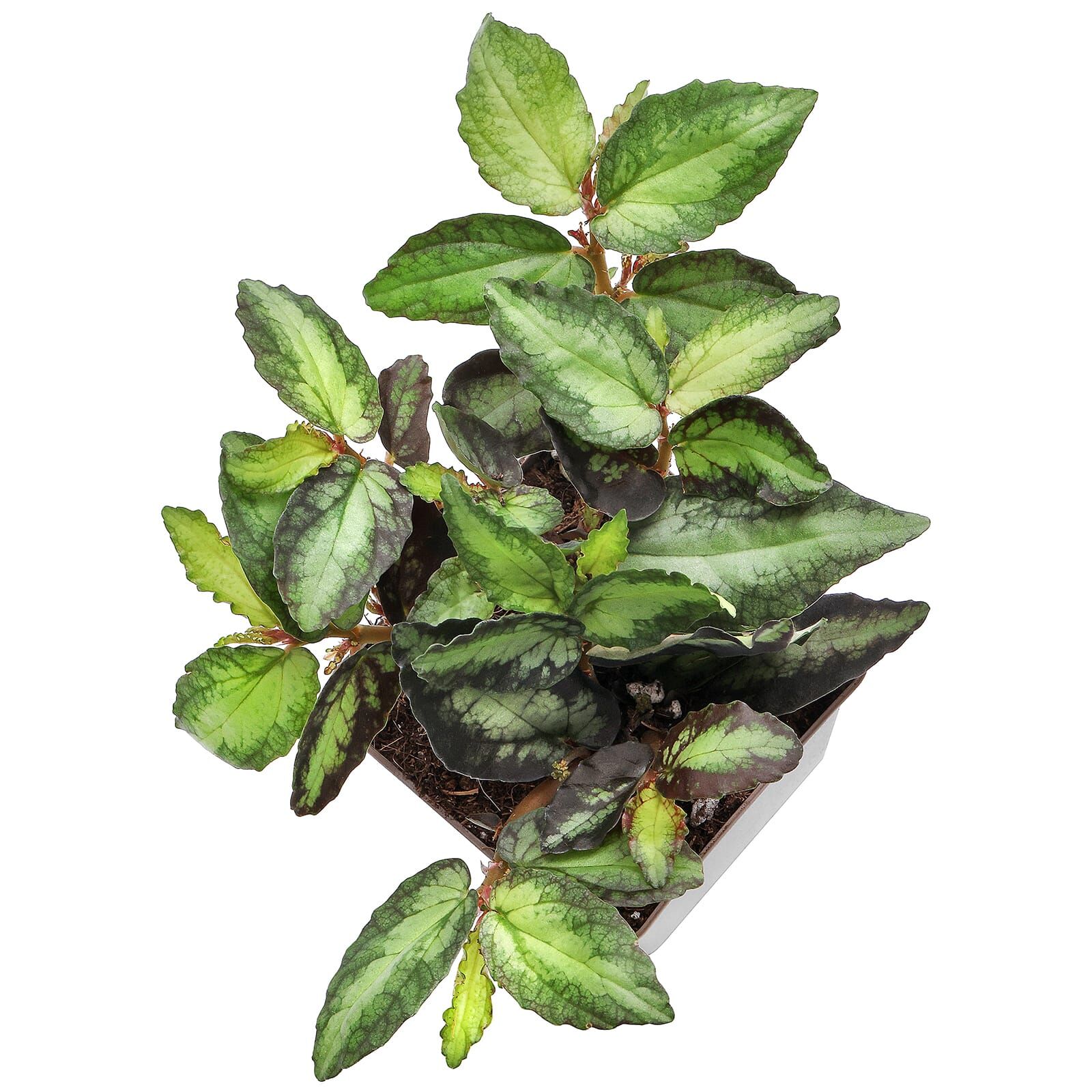 Procris repens - Topf L