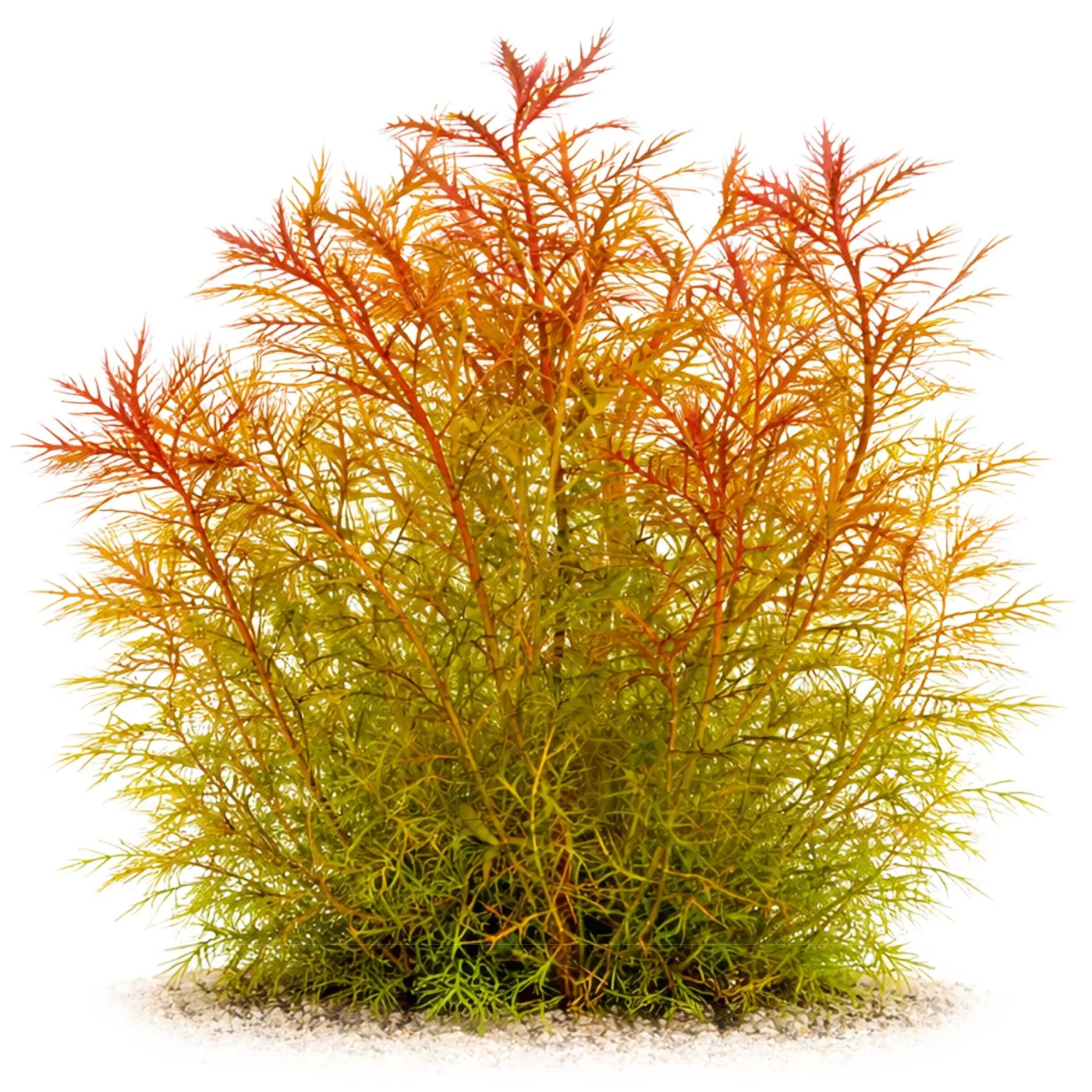 Proserpinaca palustris | Meerjungfrauenpflanze - in vitro