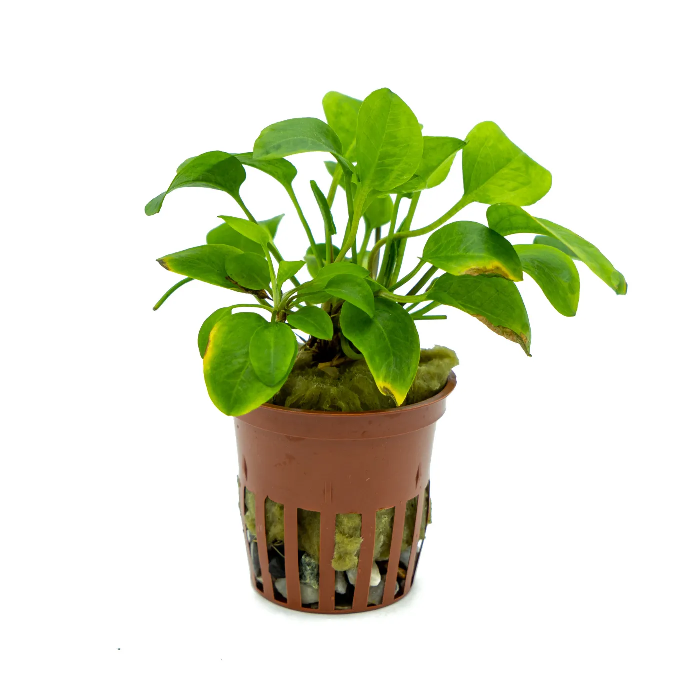Ranalisma rostratum