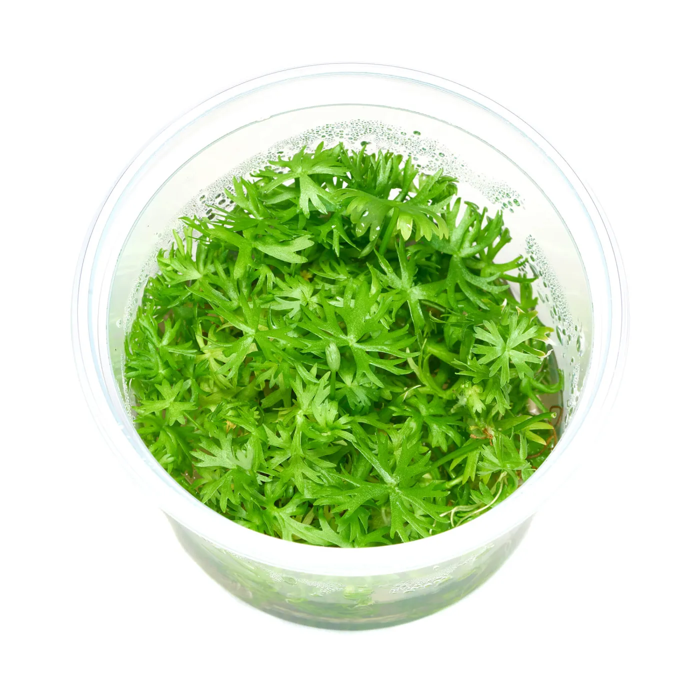 Ranunculus inundatus | Kleiner Fluss-Hahnenfuß - in vitro