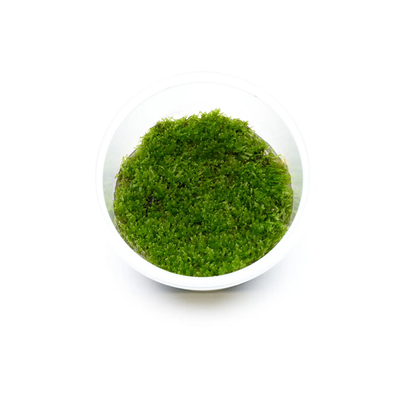 Riccardia chamedryfolia | Korallenmoos - in vitro