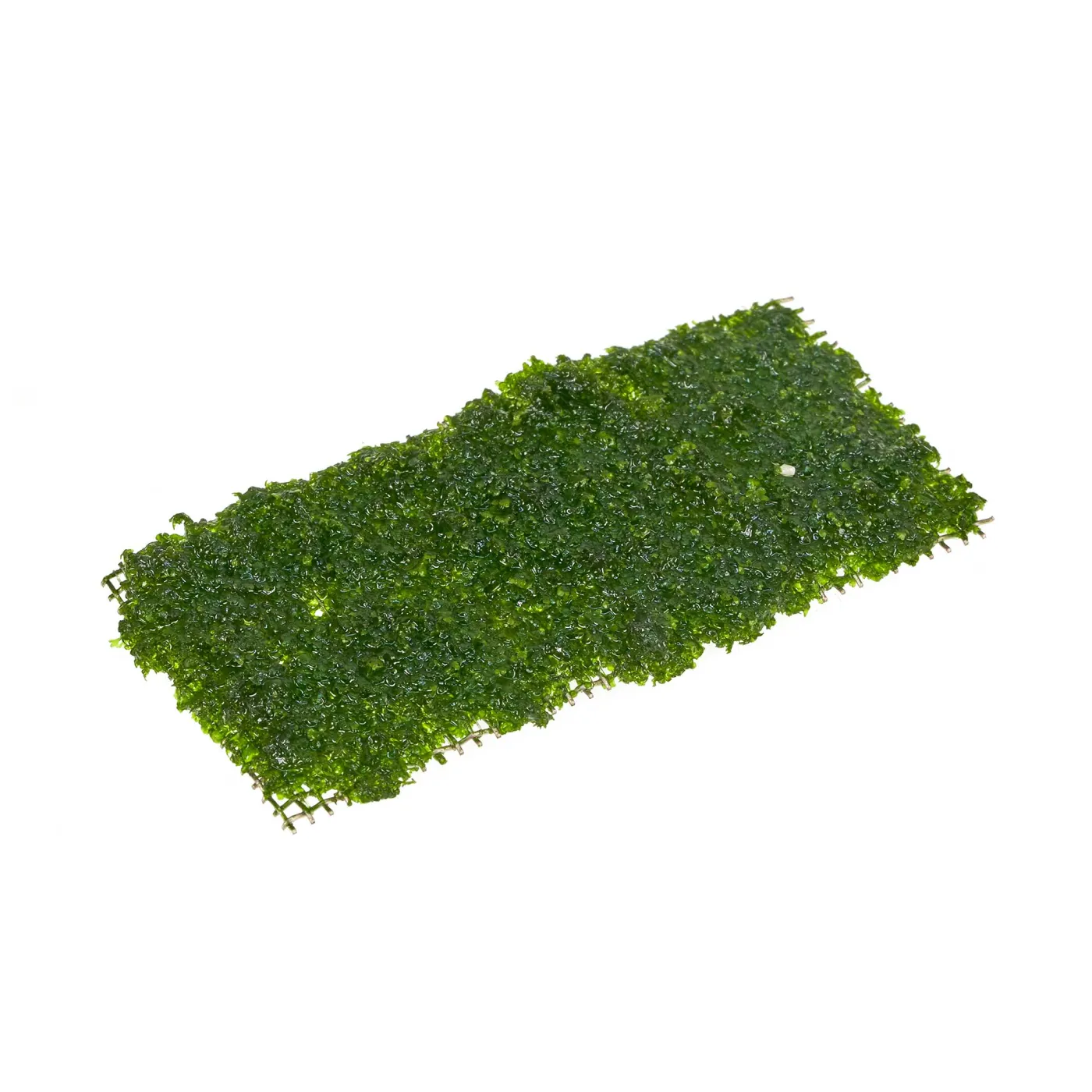 Riccardia chamedryfolia "Micro" | Micro Korallenmoos - aufgebunden, 8x4cm