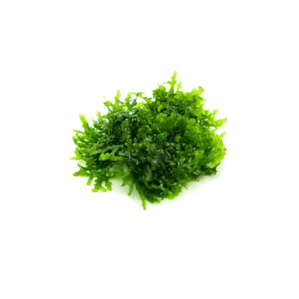 Riccardia graeffei