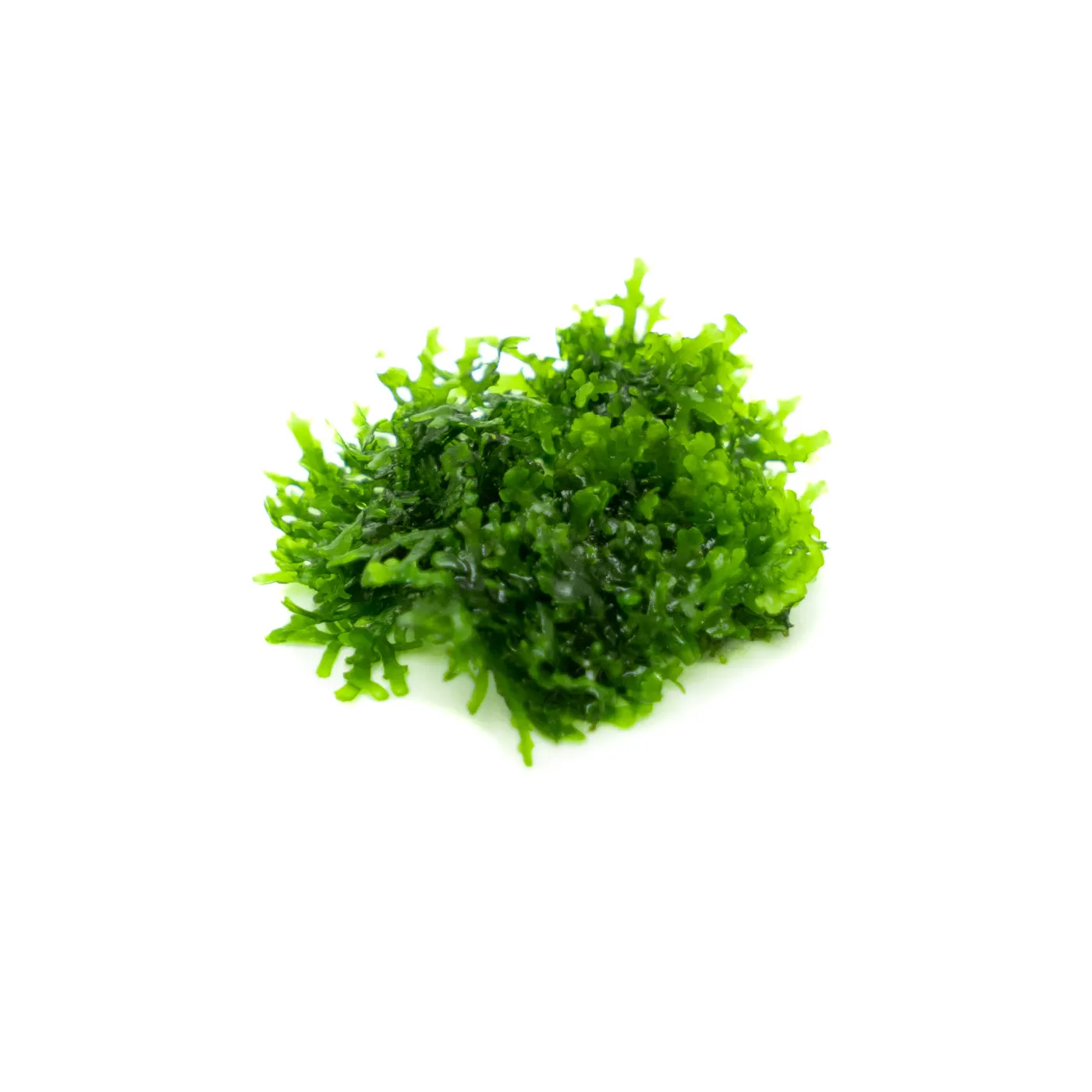 Riccardia graeffei