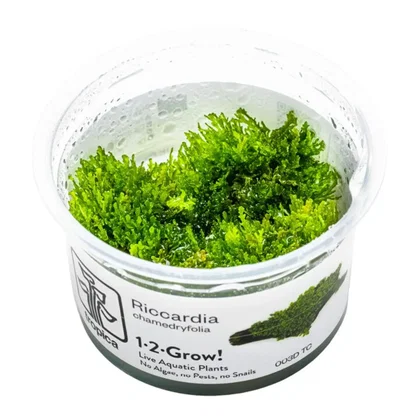 Riccardia chamedryfolia - Tropica 030D TC - In Vitro