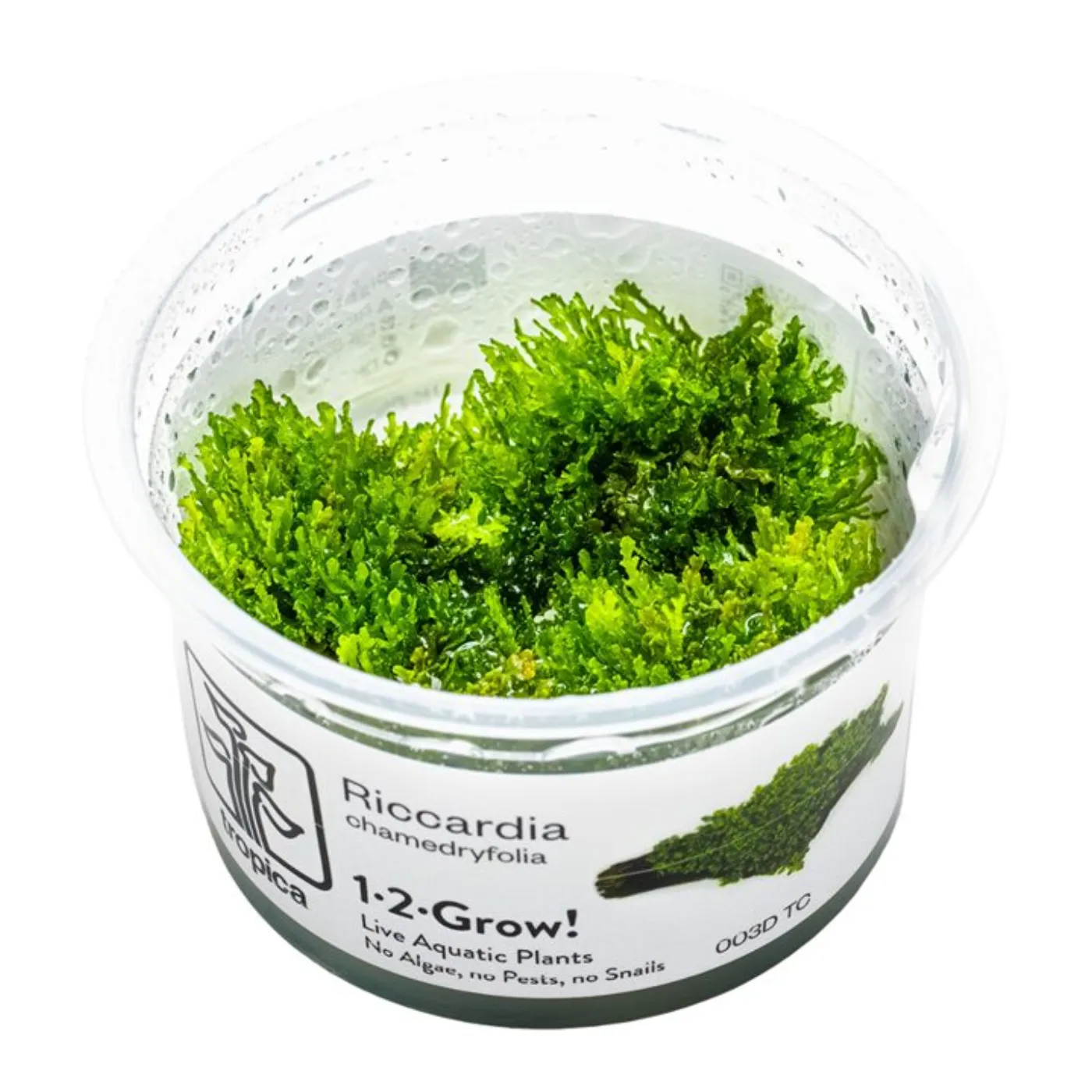 Riccardia chamedryfolia - Tropica 030D TC - In Vitro