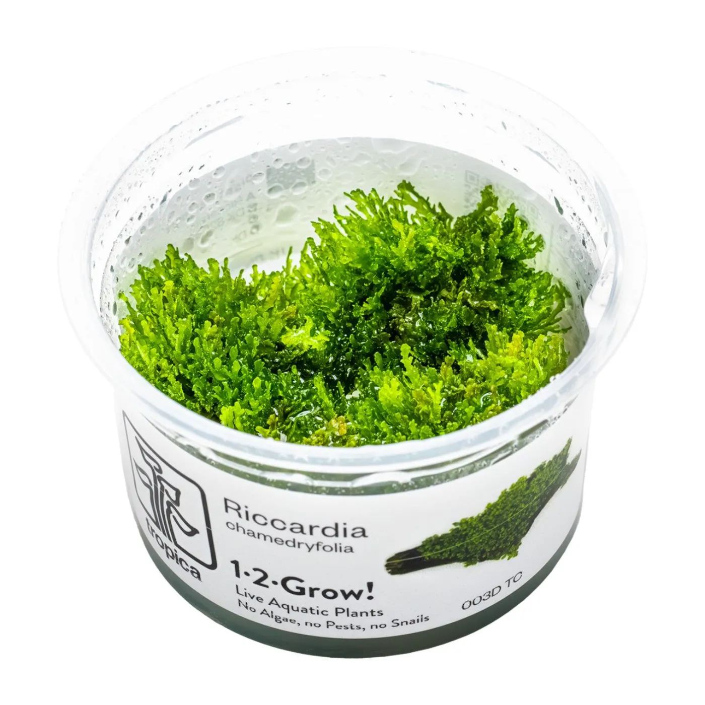 Riccardia chamedryfolia - Tropica 030D TC - In Vitro