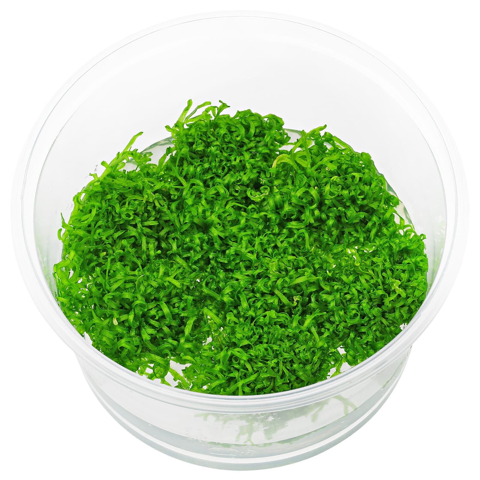 Riccia fluitans "Broad" - in Vitro XL