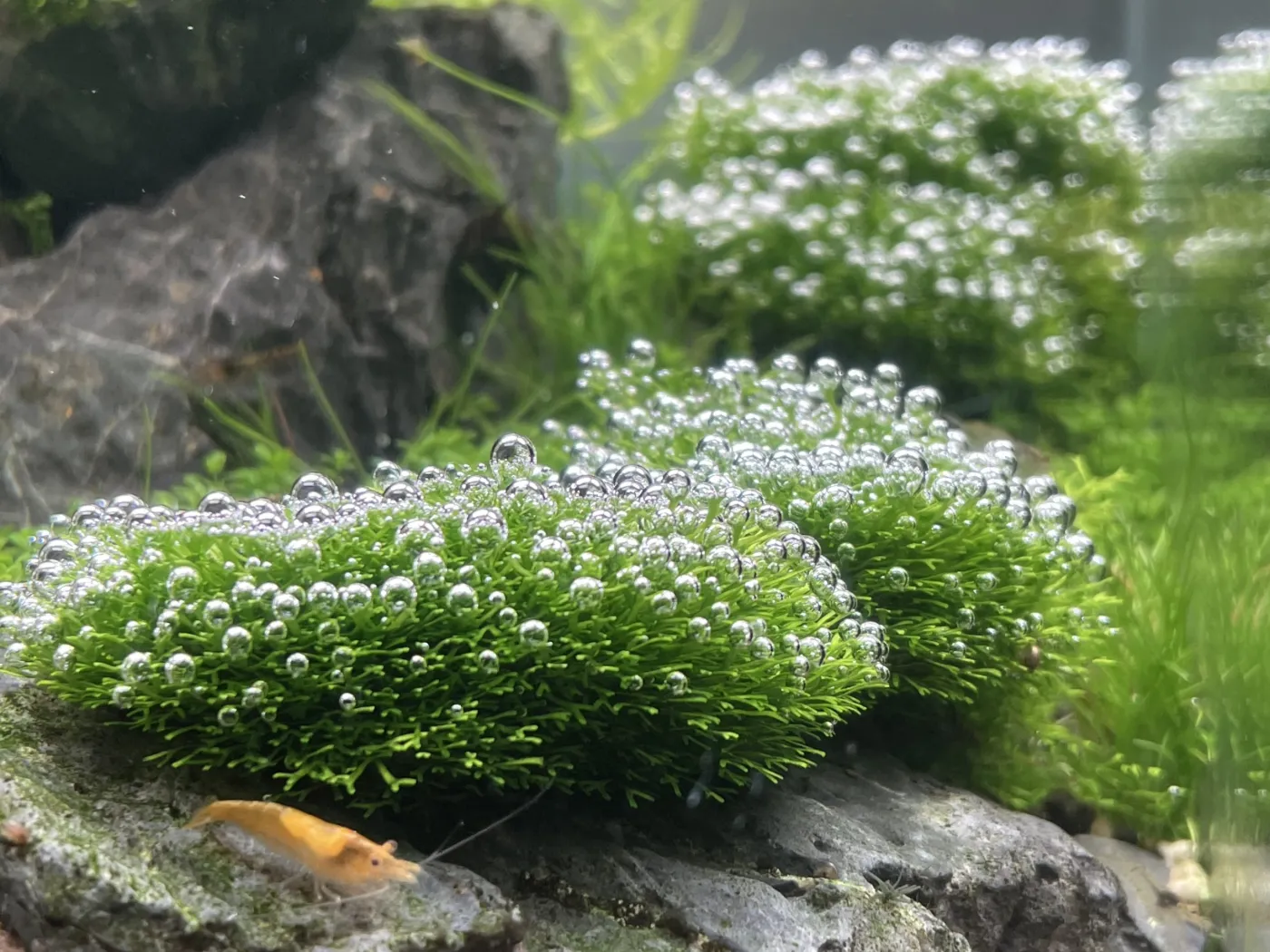 Riccia fluitans 'Dwarf'