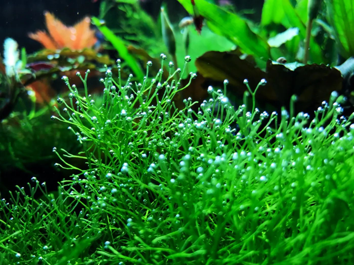 Riccia fluitans | Teichlebermoos - auf Gitter 8x8 cm