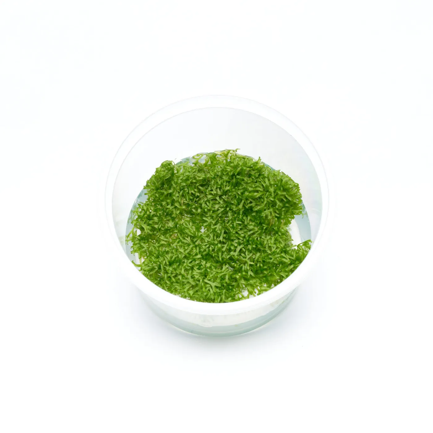 Riccia fluitans | Teichlebermoos - in vitro