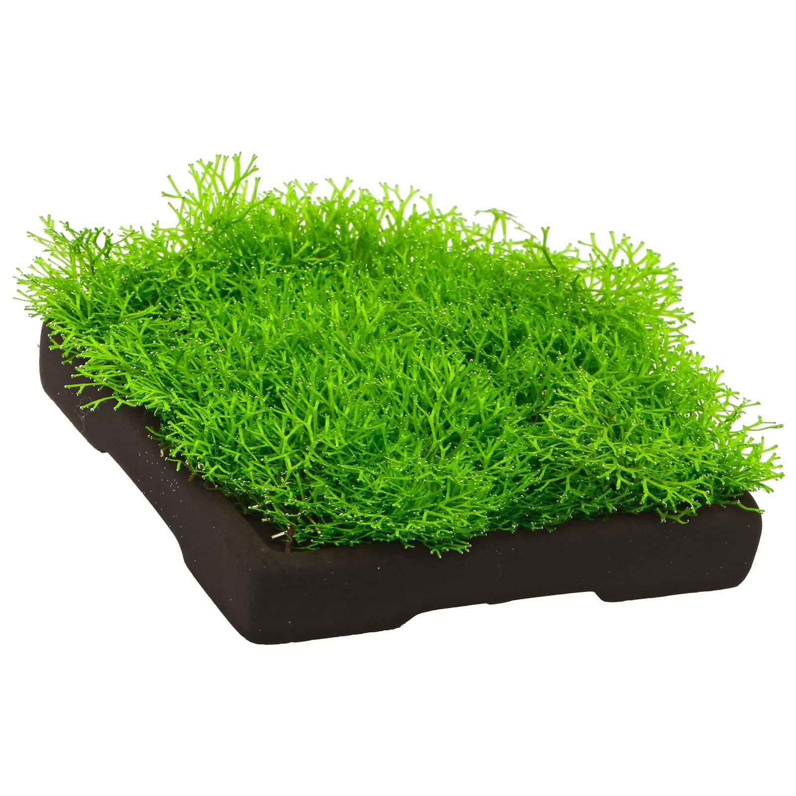 Riccia sp. "Dwarf" - Portion