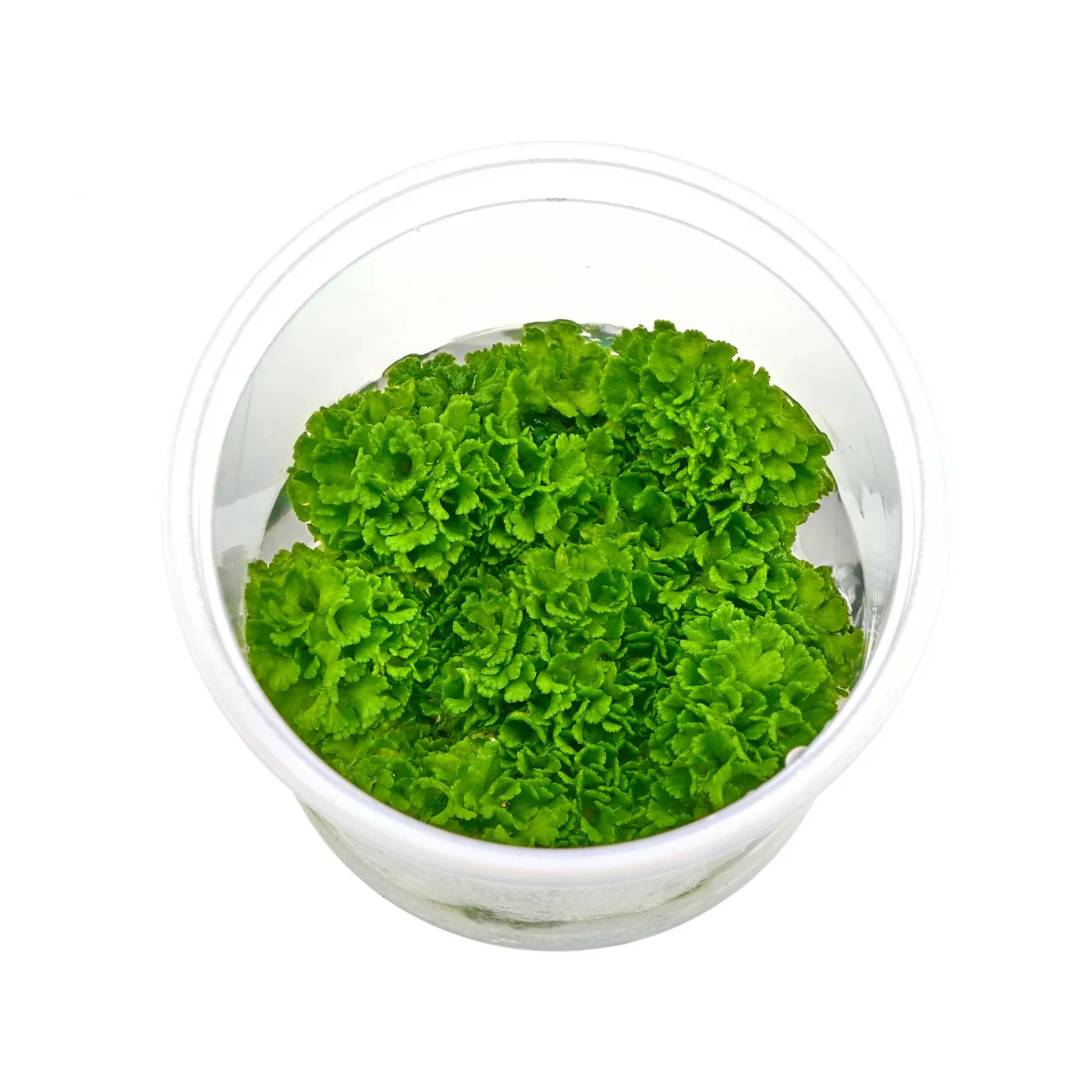 Ricciocarpos natans | Schwimmlebermoos