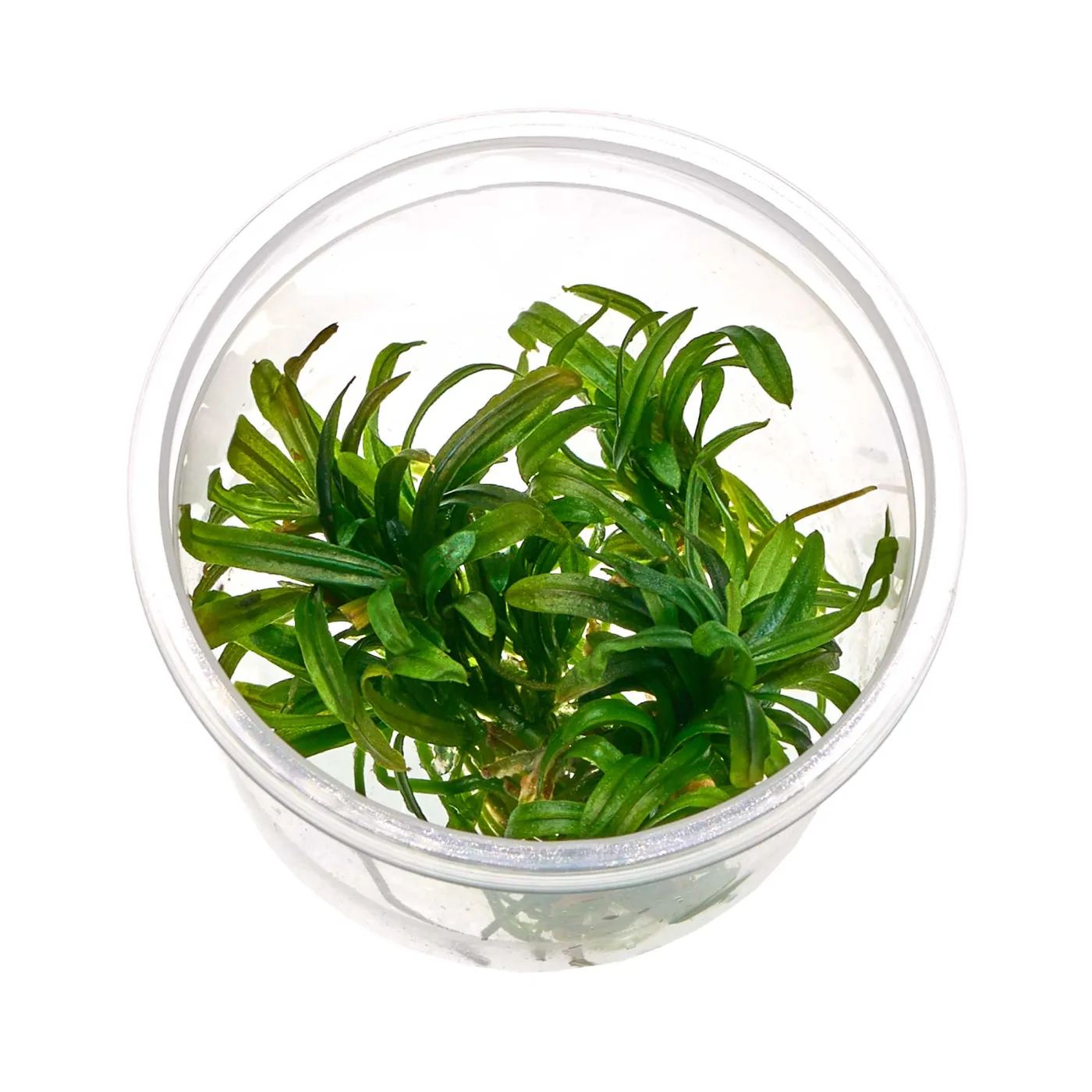 Bucephalandra sp. "Filiformis/Rosmarin" - Baby Plant Mini-Ableger