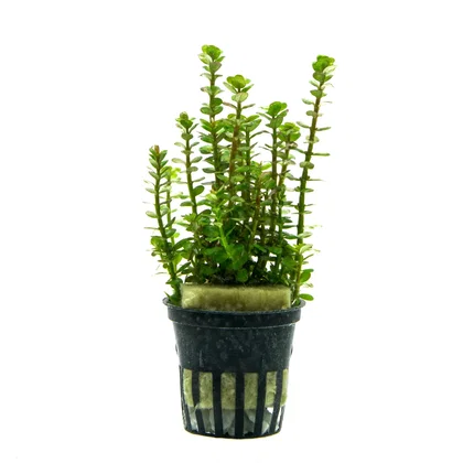 Rotala indica "Bonsai"