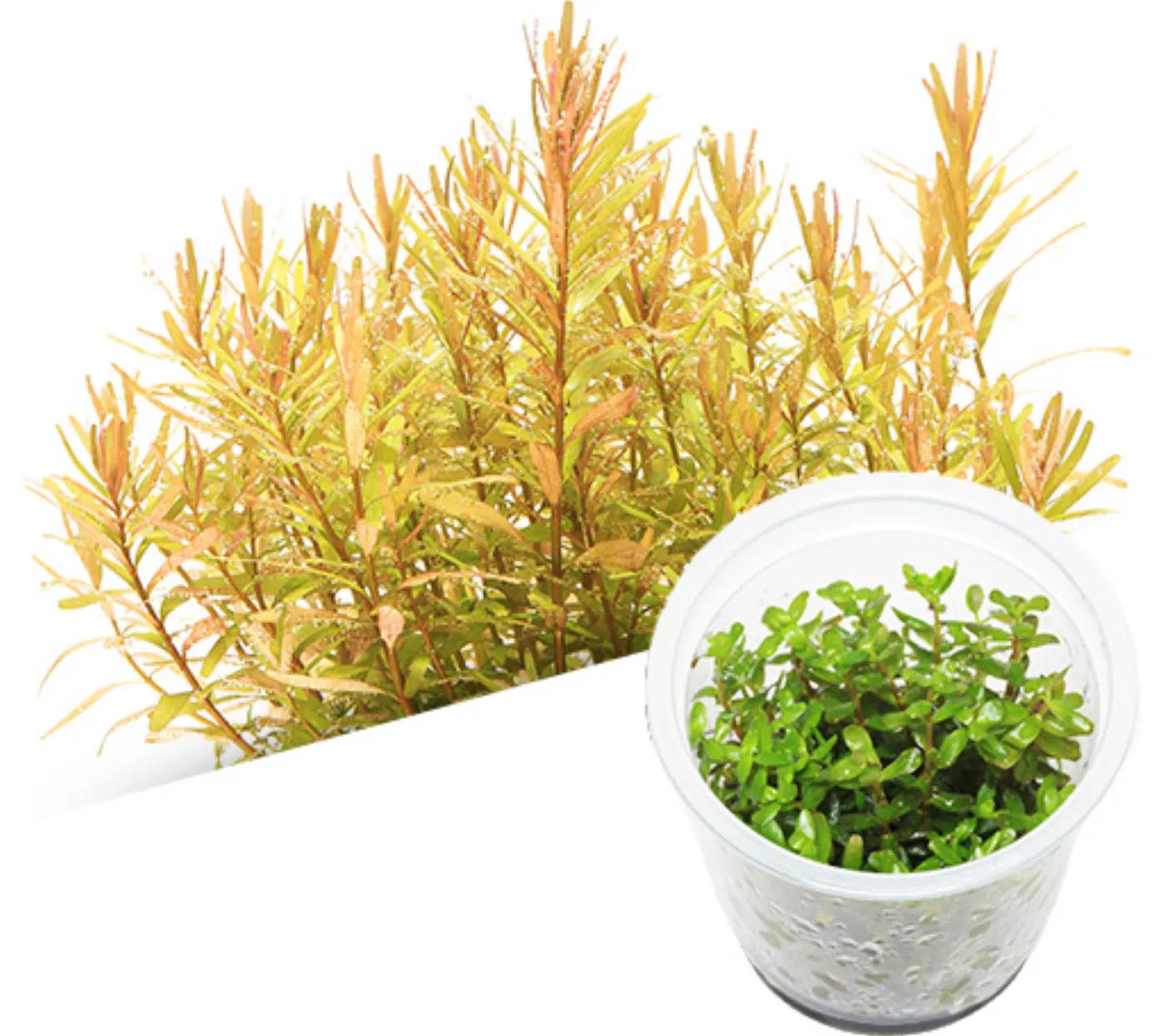 Rotala rotundifolia ceylon