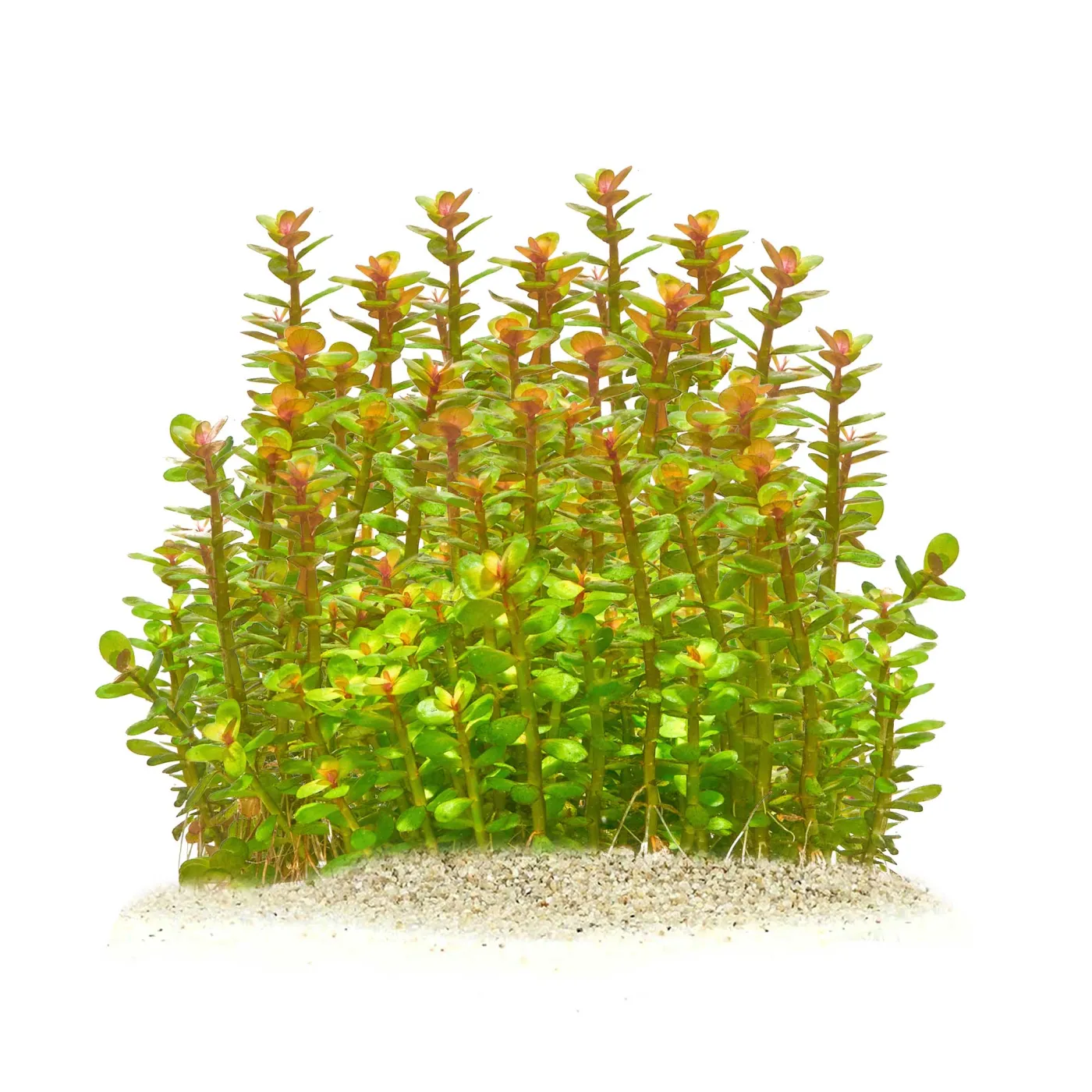 Rotala Indica "Bonsai" | Kleine Rotala - in vitro