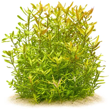 Rotala macrandra "Bangladesh" - in vitro XL - Ø 8,5cm