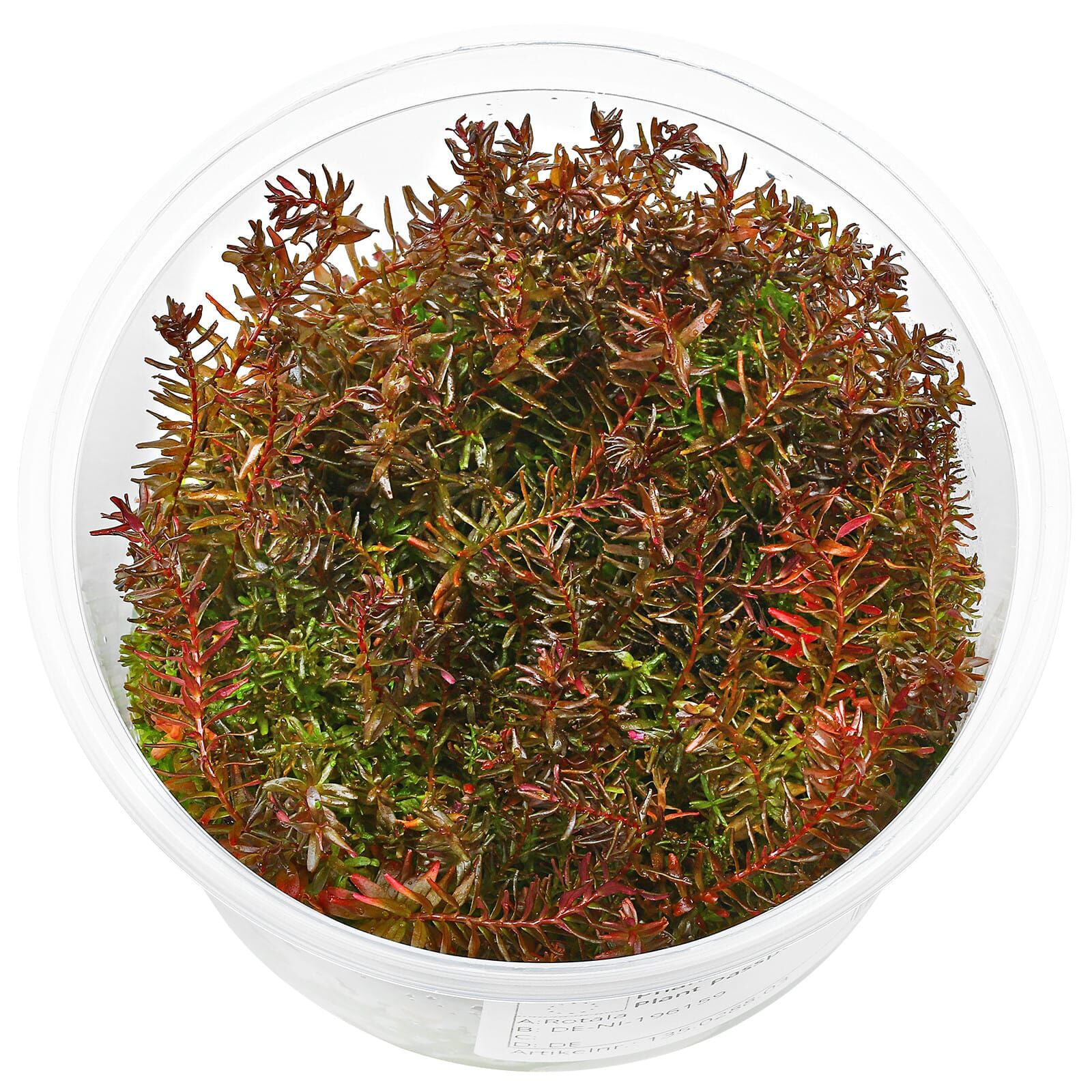 Rotala macrandra 'Butterfly' - in Vitro XL