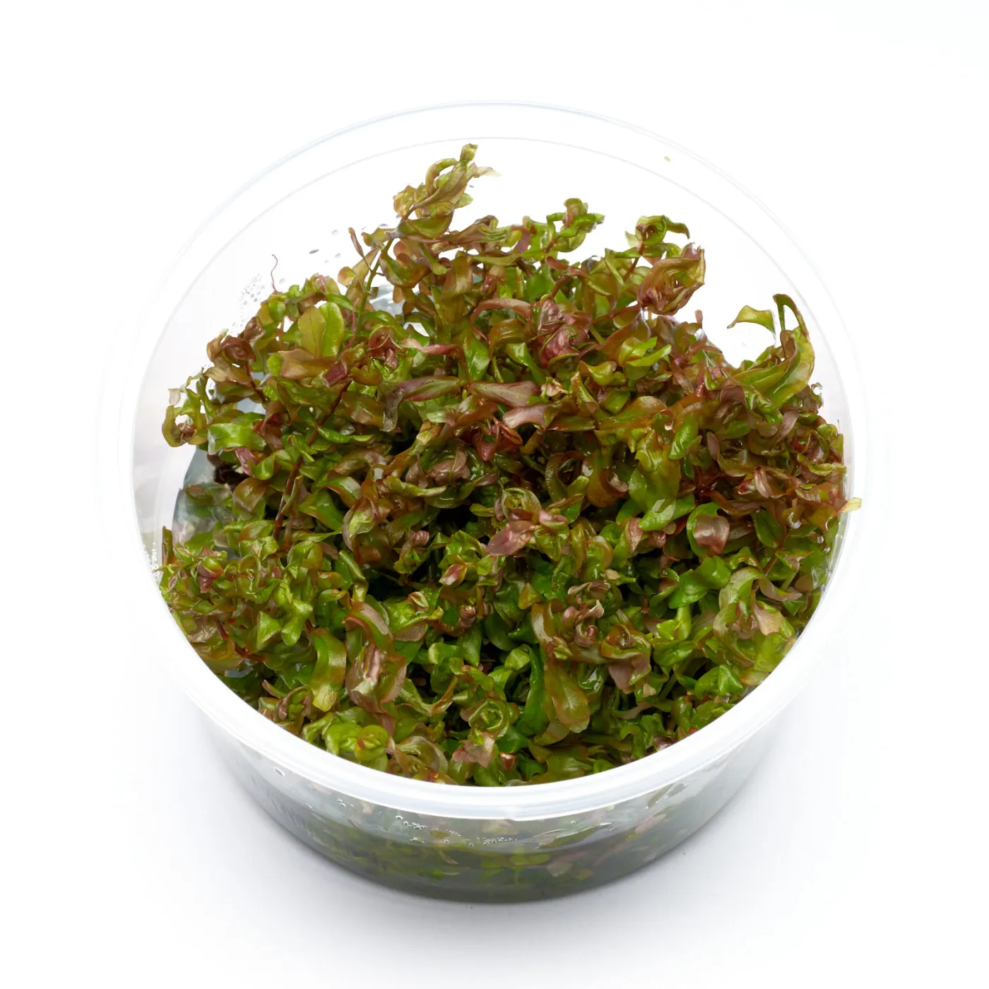 Rotala macrandra | Dichtblättrige Rotala - in vitro 8,5cm
