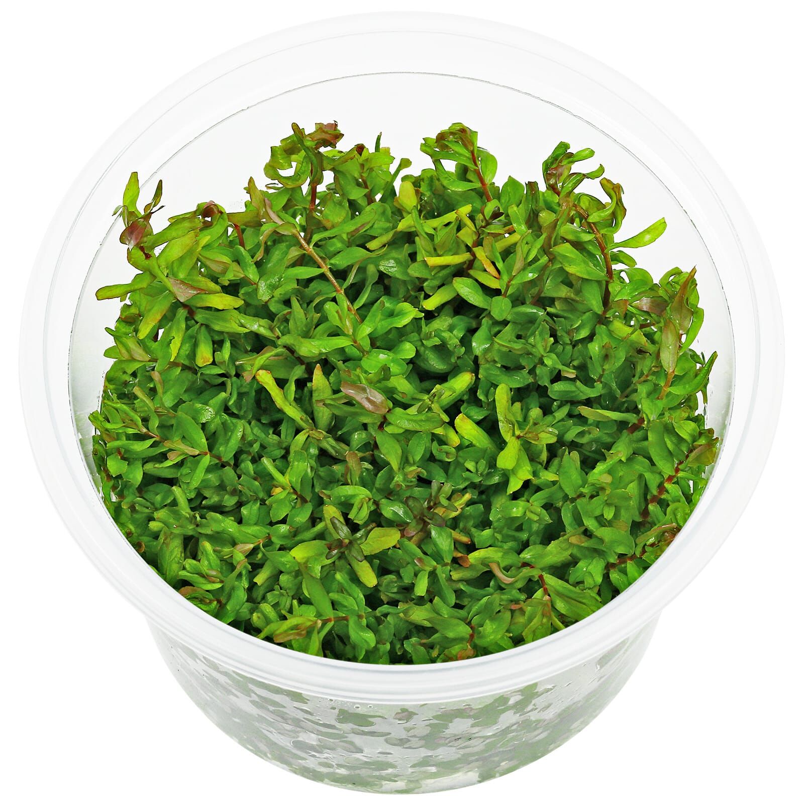 Rotala macrandra "Green" ("Wavy") - in Vitro