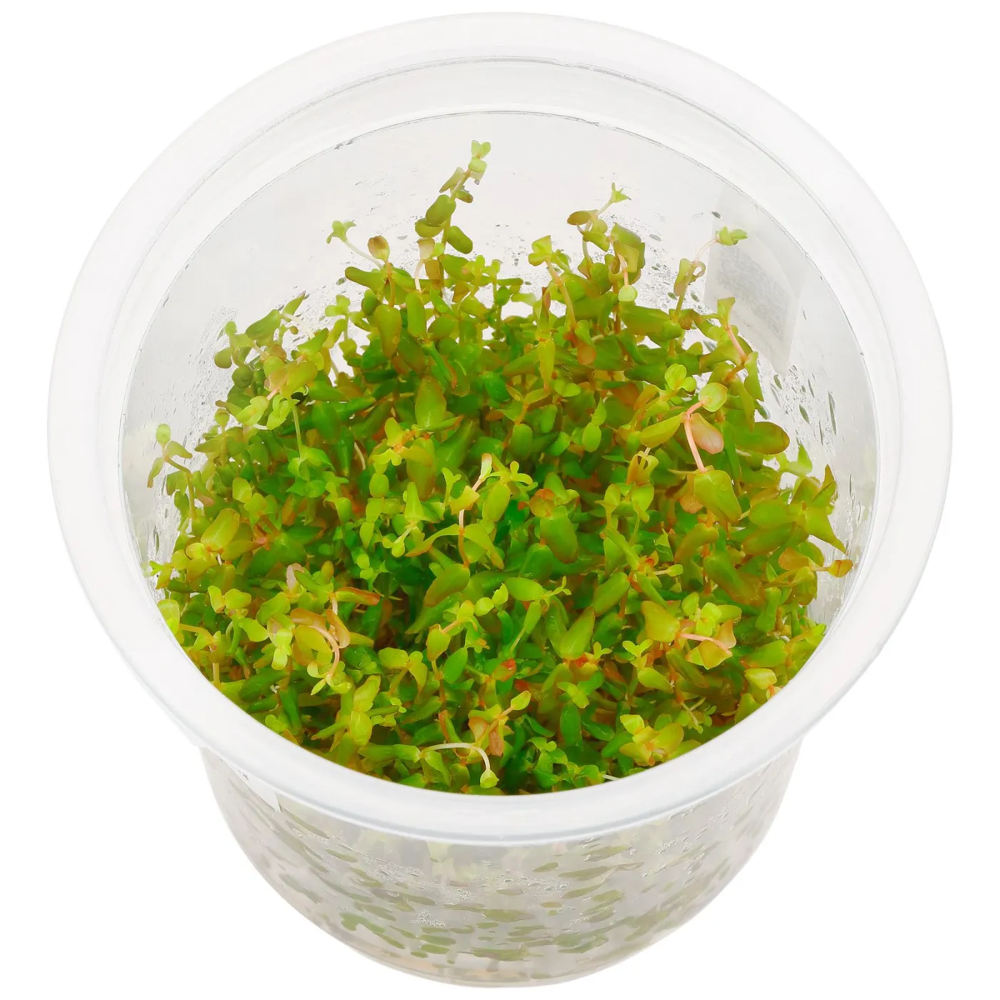 Rotala macrandra "Green" ("Wavy")