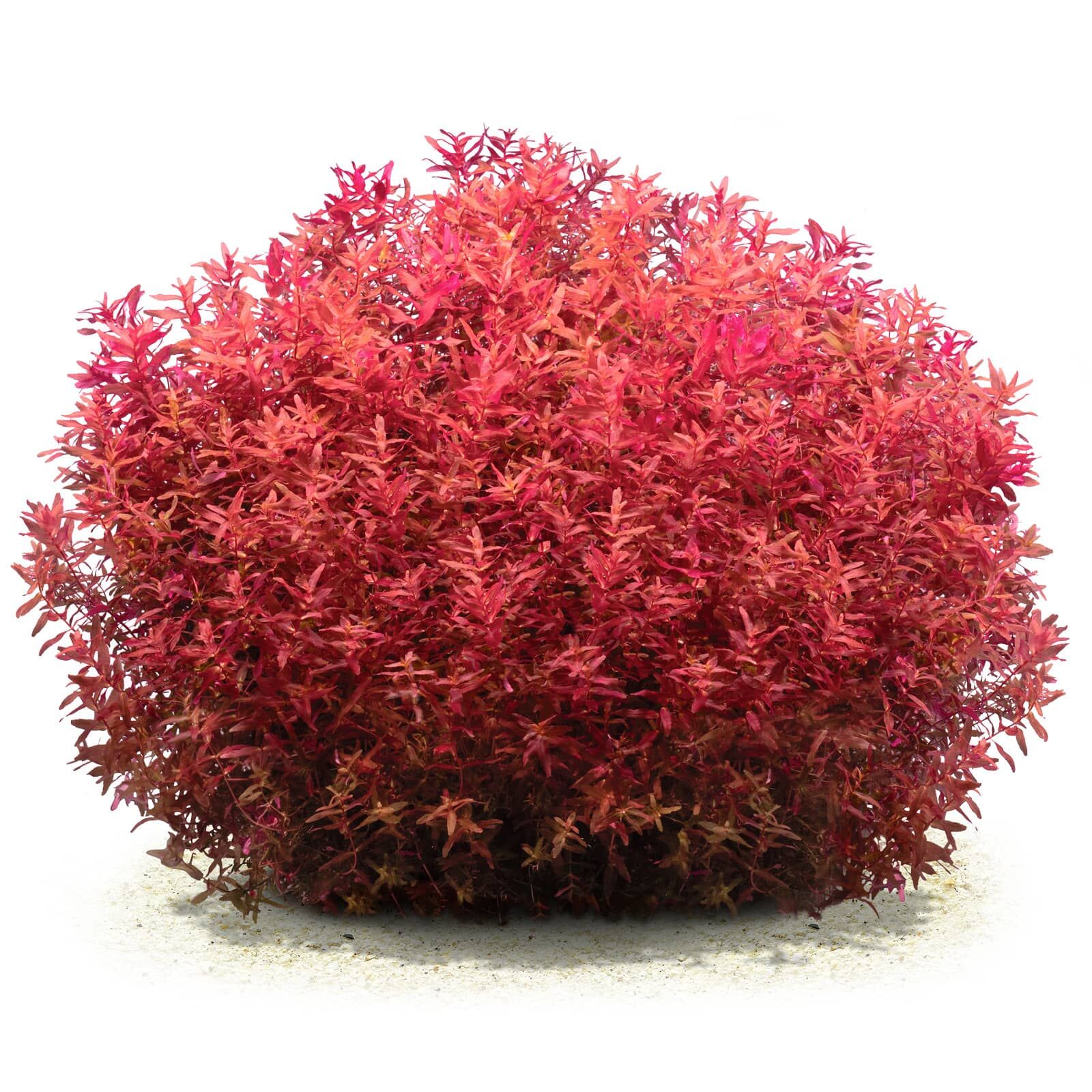 Rotala macrandra 'Mini Type 4' - in Vitro