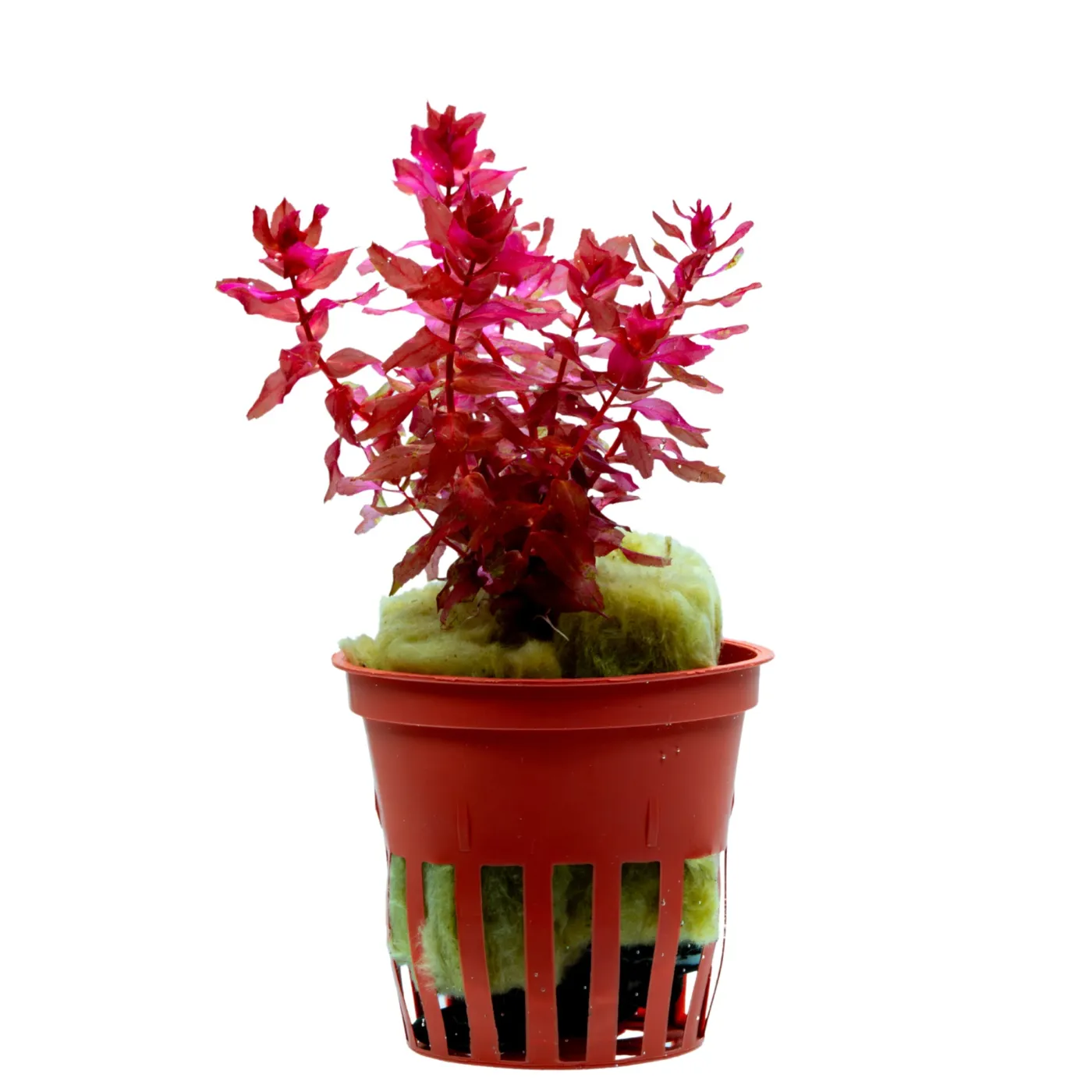 Rotala macrandra 'Mini Type 4'