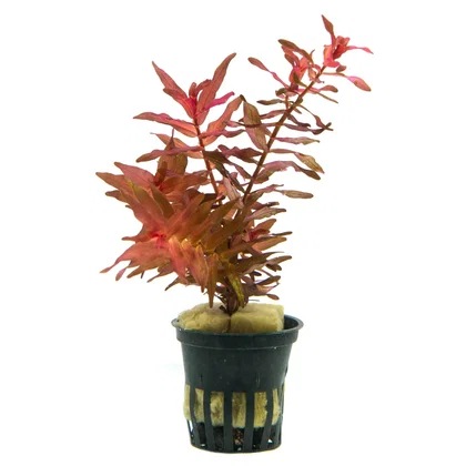 Rotala macrandra "narrow"