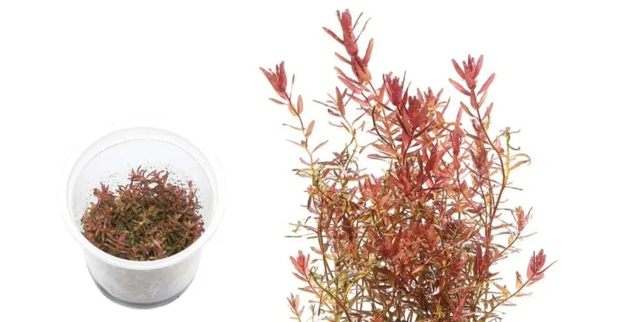 Rotala macrandra sp. 'Mini'