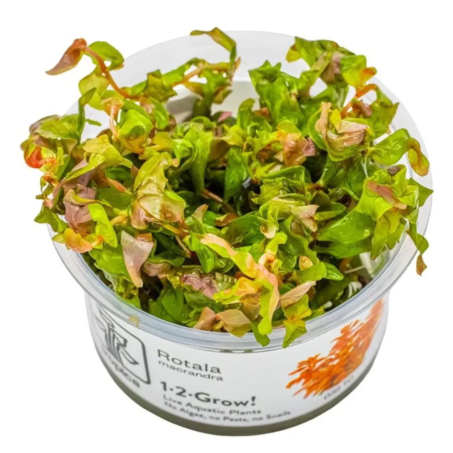 Rotala macrandra 1-2-Grow! - Tropica 032 TC - In Vitro