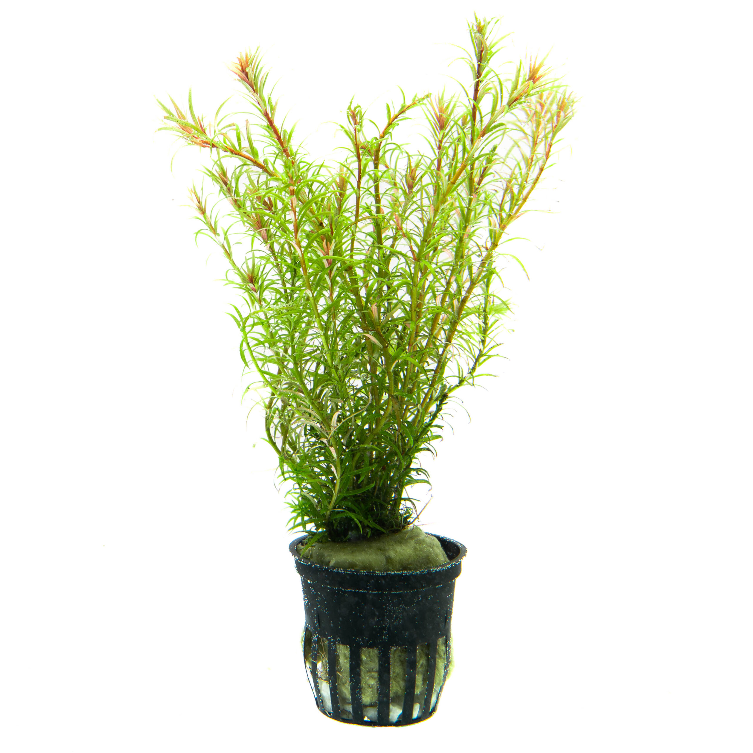 Rotala mexicana araguia