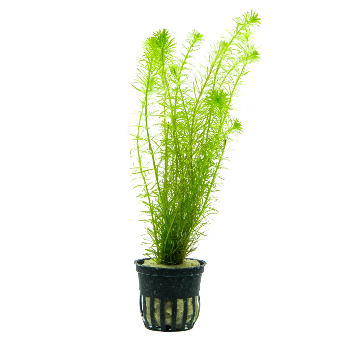 Rotala mexicana "Bangladesh"