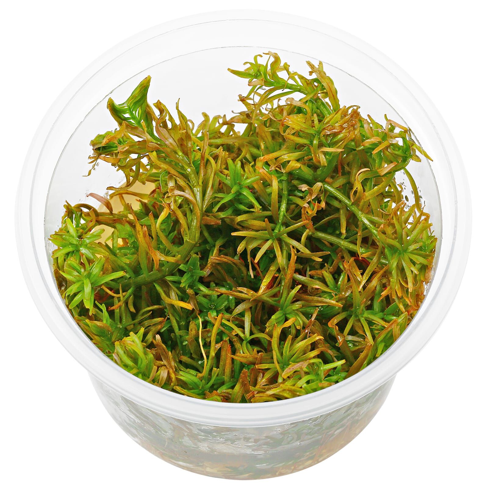 Rotala mexicana "Goias" - in Vitro