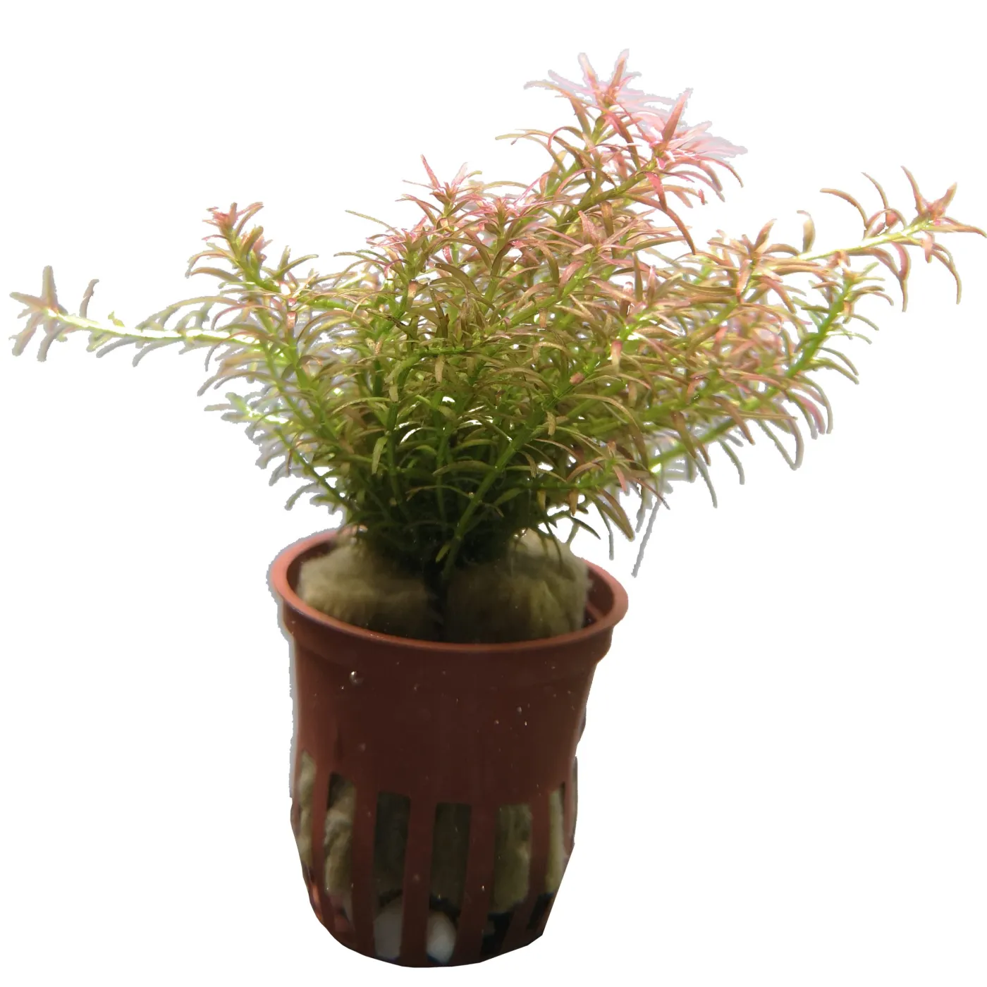 Rotala mexicana "Goias"
