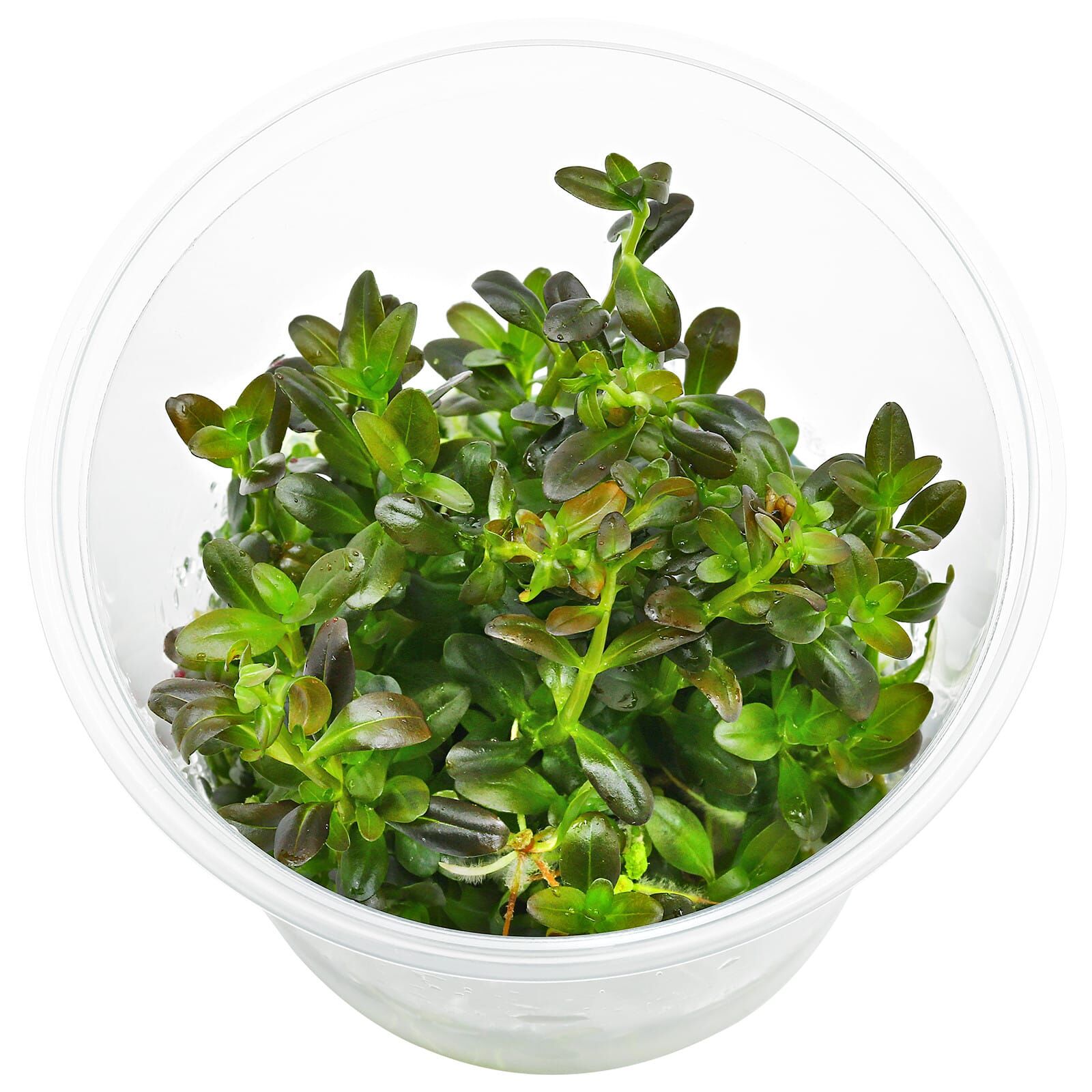 Rotala ramosior "Florida" - in Vitro XL