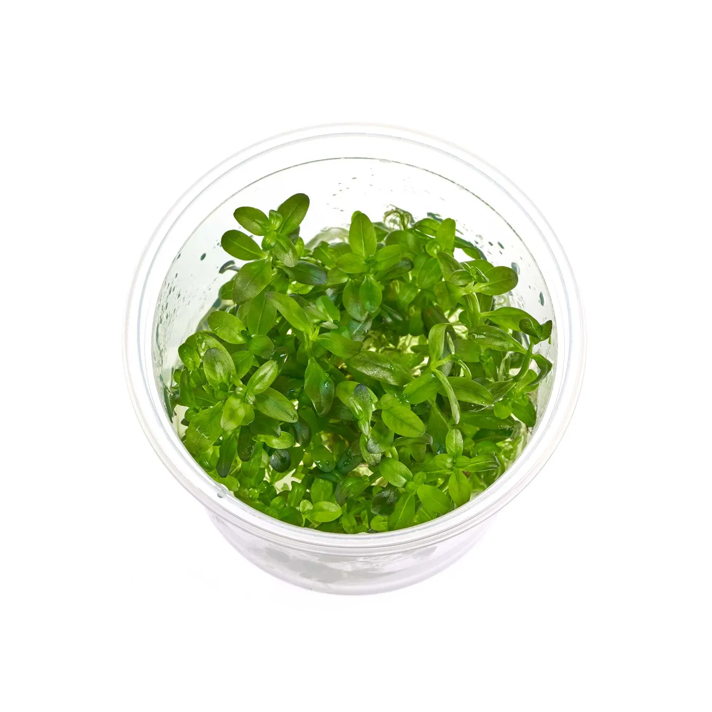 Rotala ramosior "Florida" | Lowland Rotala - in vitro