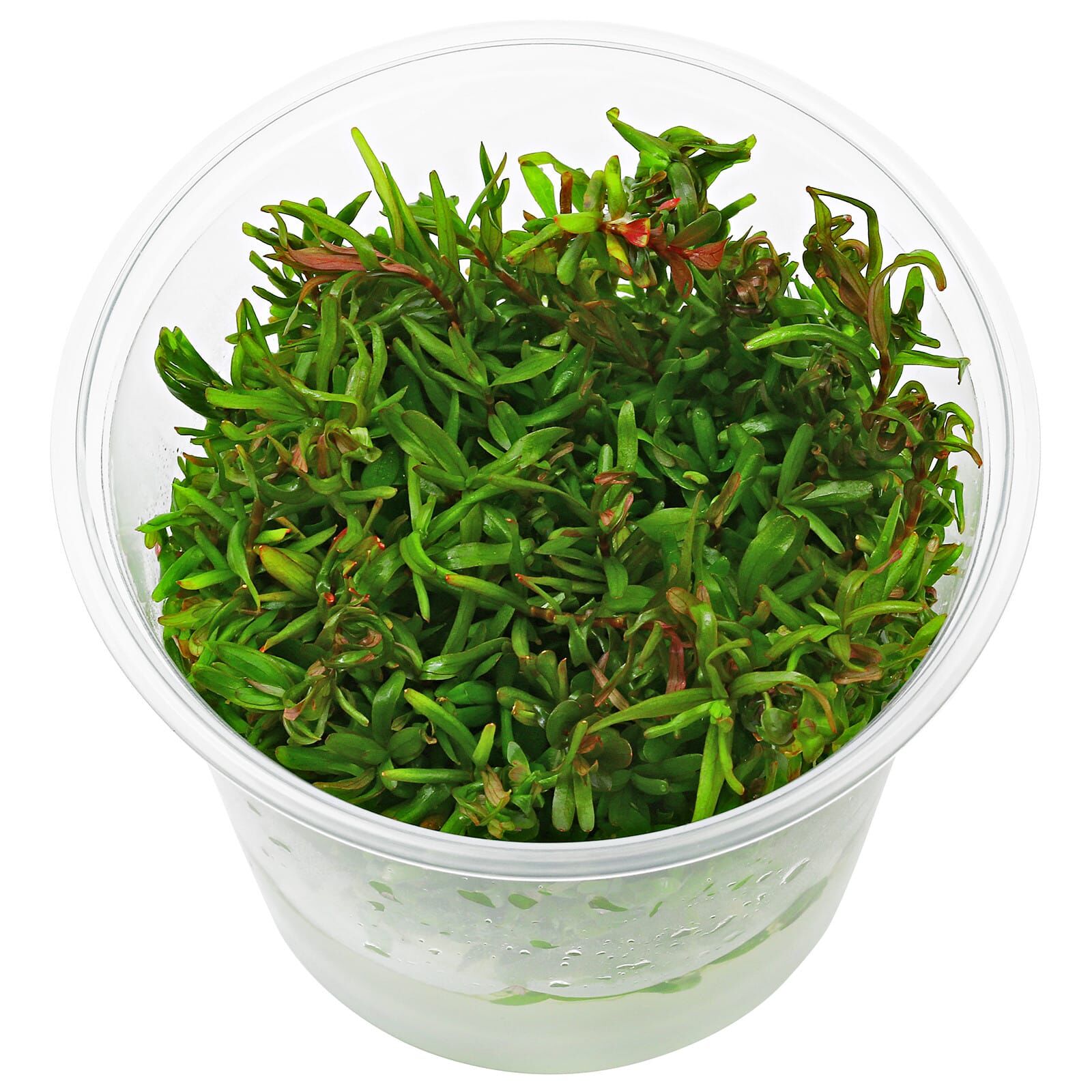 Rotala rotundifolia "Colorata" - in Vitro