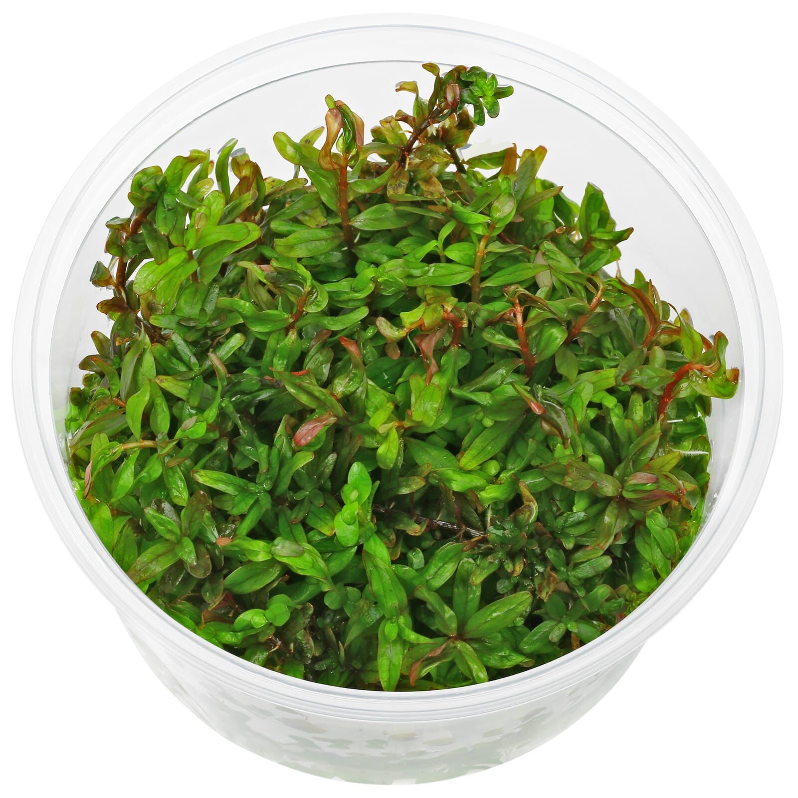 Rotala rotundifolia "Gia Lai" / "H'Ra"