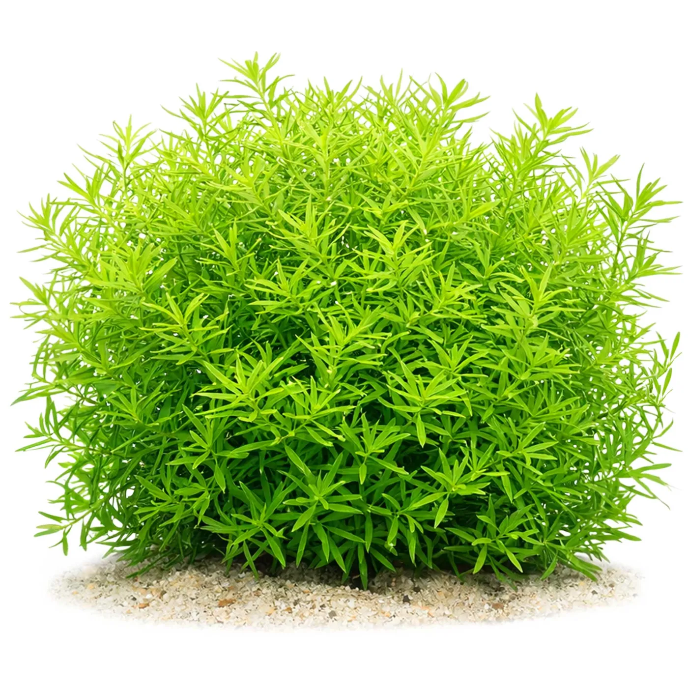 Rotala rotundifolia "Green" | Grüne Rotala - in vitro XL - Ø 8,5cm