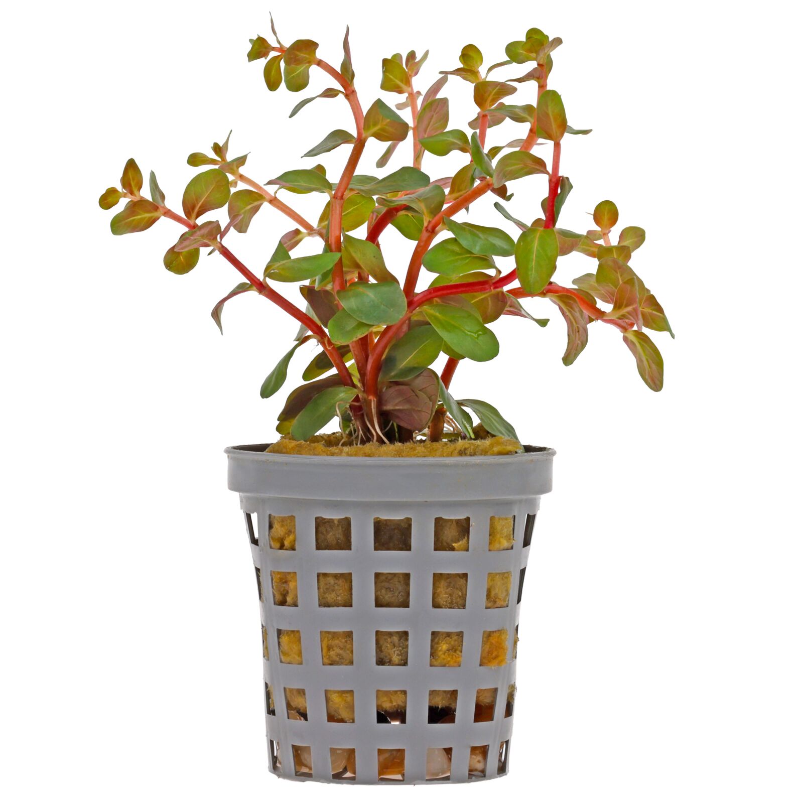 Rotala rotundifolia "Hong Kong"