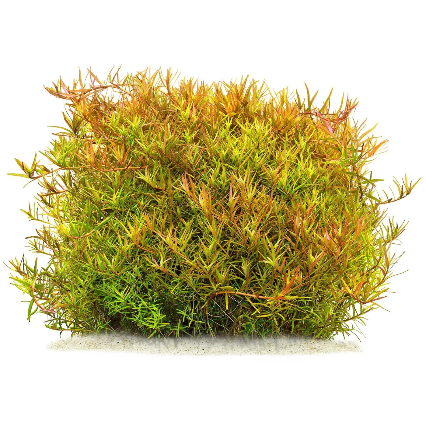 Rotala rotundifolia "Laos"