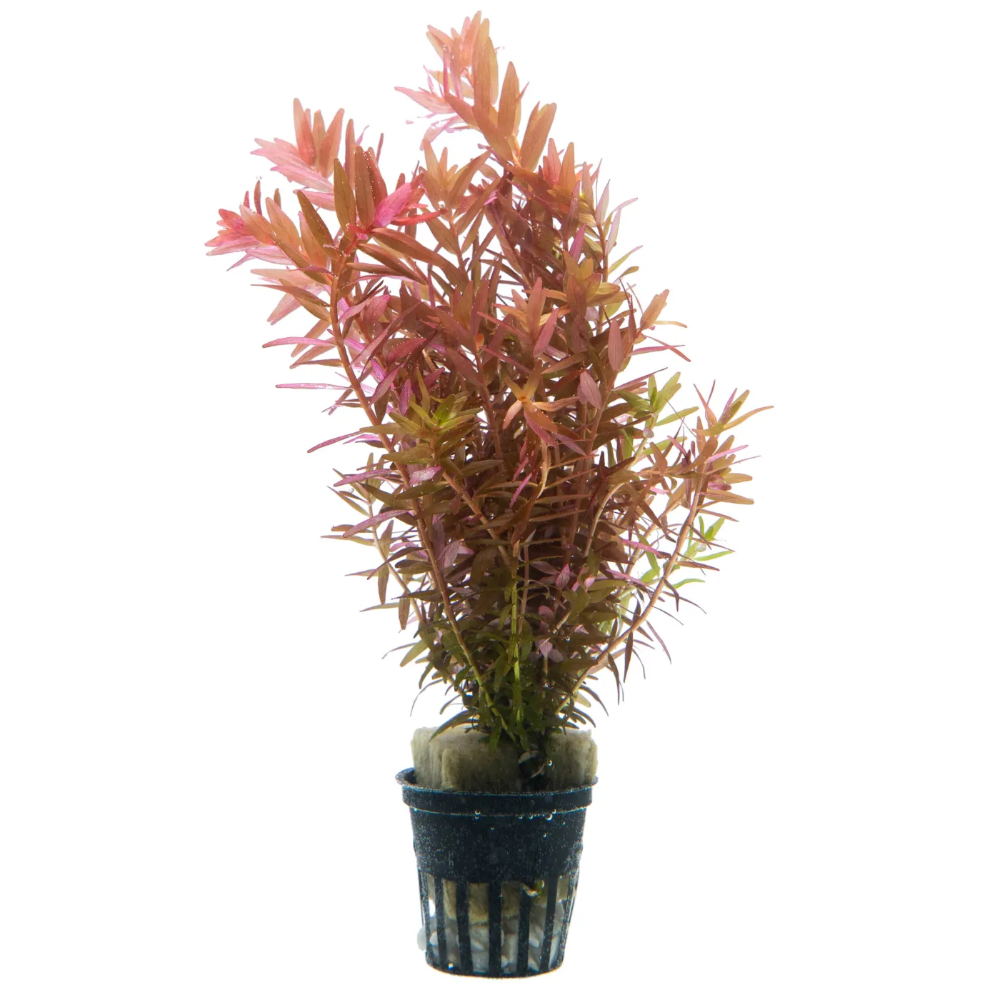 Rotala rotundifolia 'Orange Juice'