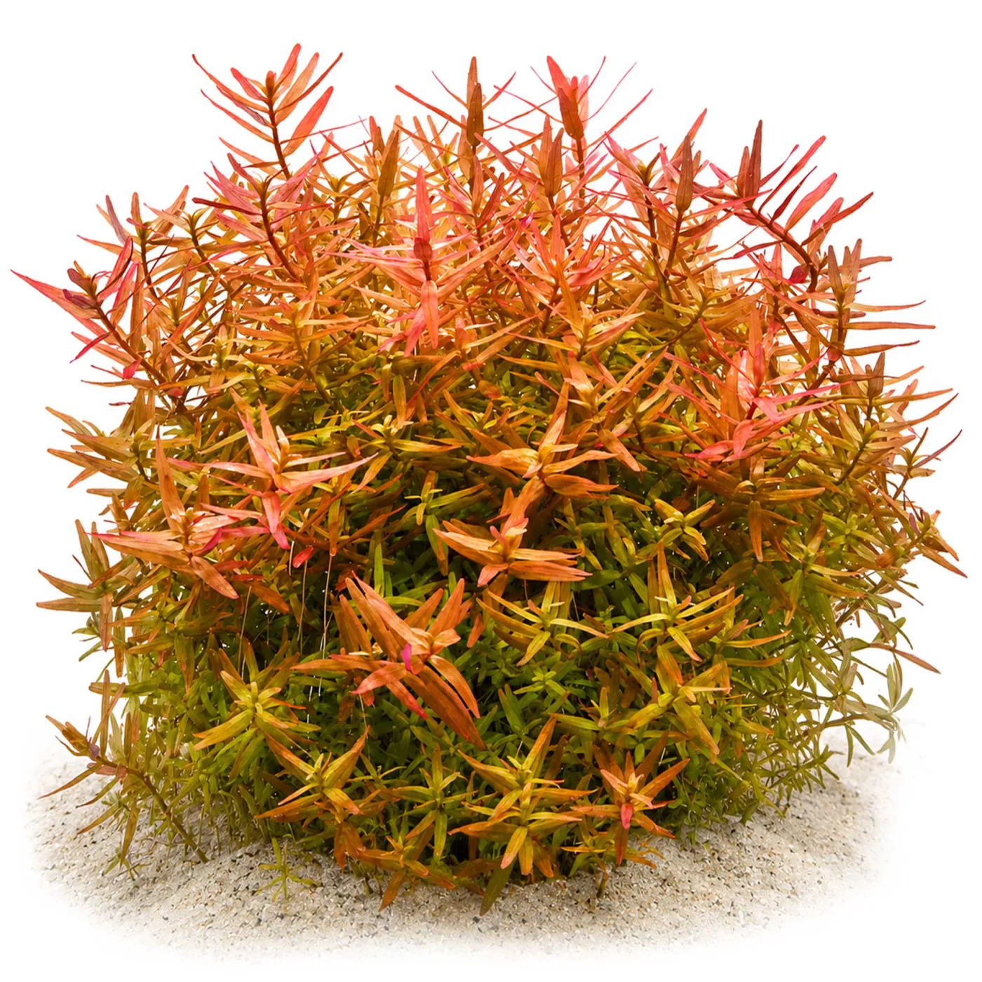 Rotala rotundifolia "Orange Juice" | Orangensaft Rotala - in vitro